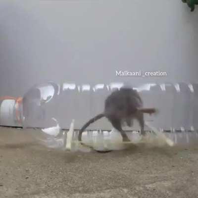 water bottle rat trap