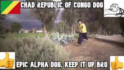 retard democratic republic of congo dog🤮🤮🤮🤮 vs chad republic of congo dog 😎 😎 😎 😎 😎 😎 😎