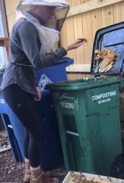 Removing bees from a compost bin.