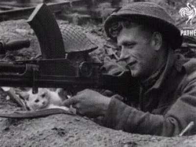 Cat playing with a British Bren Gun (1939-1945)