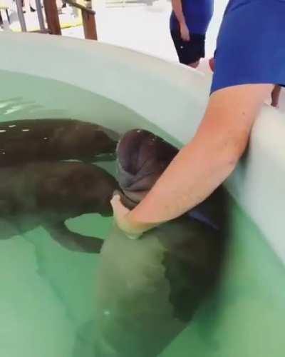 How to Feed Baby Manatees