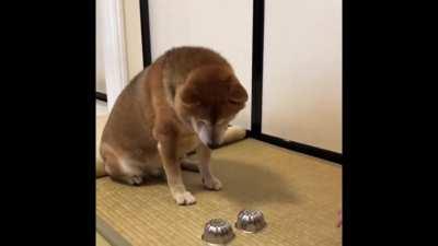 Angry and hungry Shiba throws a temper tantrum