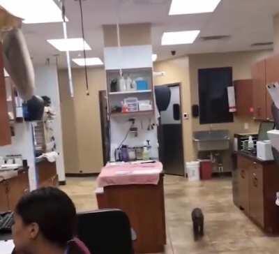 Cat jumps onto counter with his bed