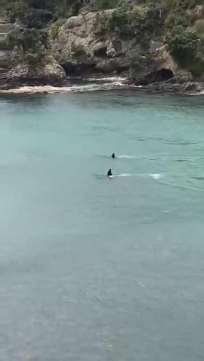 Orcas just passing by two kids swimming 