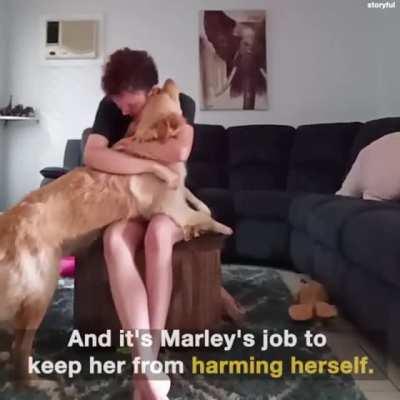 This dog can sense his owner's distress