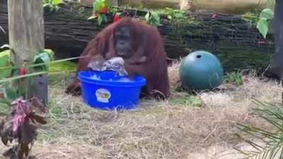 Sandra the orangutan started to clean her enclosure and wash her hands after observing her caretakers do the same thing