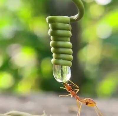 🔥 Ant drinking from a water droplet