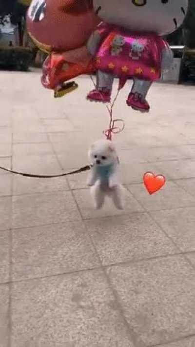 balloons and a small doggo