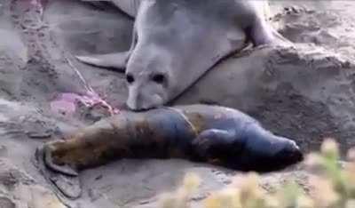 🔥 The result of a mother seal who gave birth when she saw that her baby, which she thought was dead, is alive