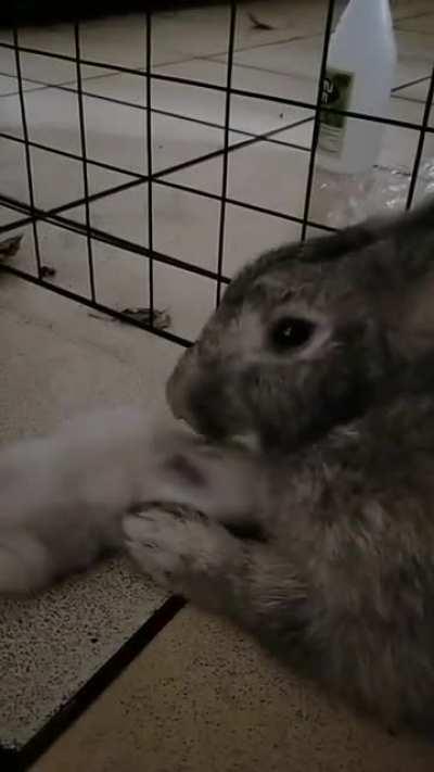 Some people say that rabbits aren't good mothers. I will show them this.