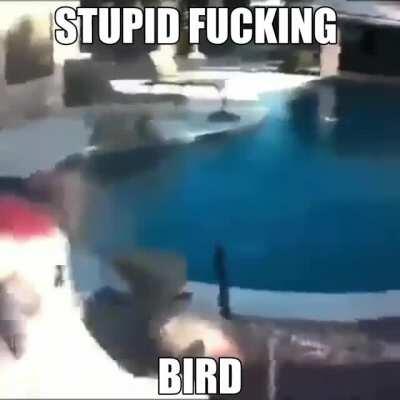 Dumb ass bird