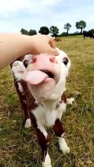 I think this calf has the best reaction to scritches