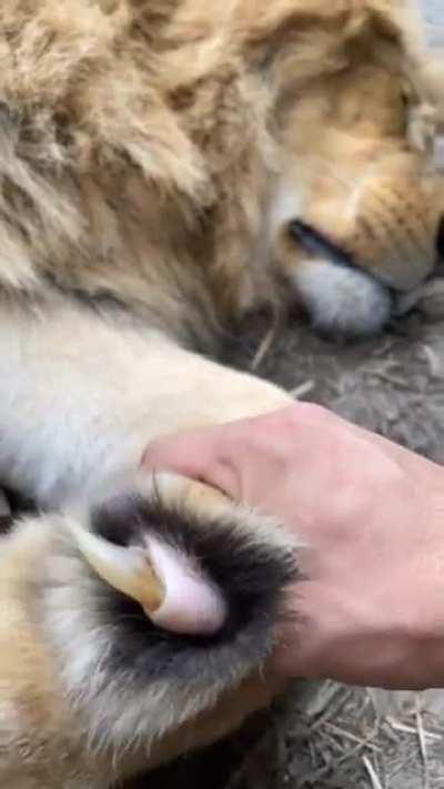 🔥 Lion Nail/Claw