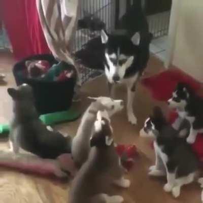 Pups getting awooo lessons from Mom