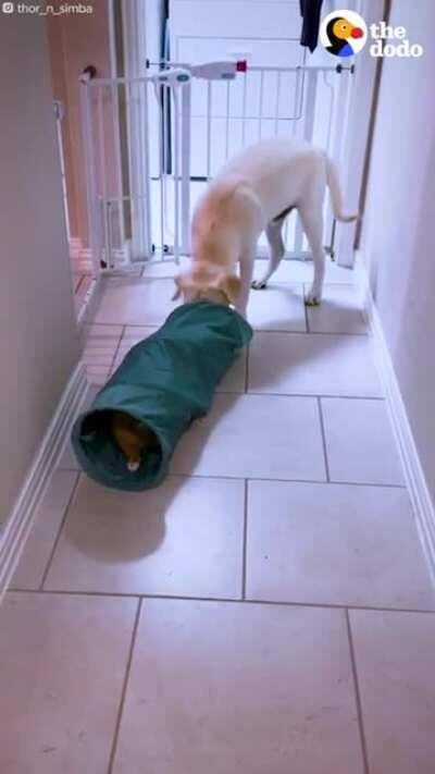 This bond between Dog and Cat