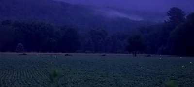 Fireflies in a rural Pennsylvania field at dusk