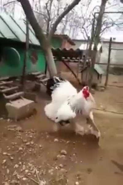 This rooster is an absolute unit