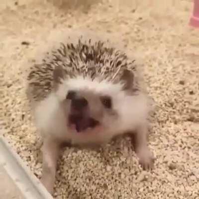 Just Cute Yawning😍🦔