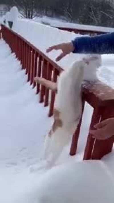 Cat jumps into snow