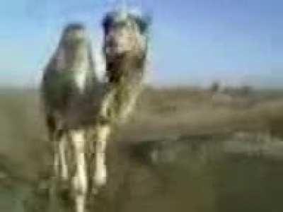 Funny camel video