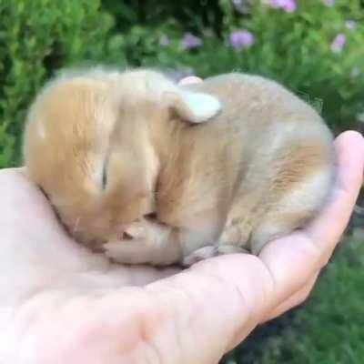 Holland lop rabbit; extremely smol and extremely cute