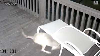 Cat narrowly survives encounter with coyote