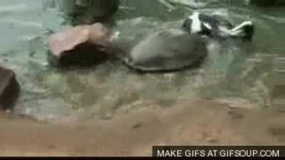 A pigeon strutting too close to a turtle finds out just how dangerous that is