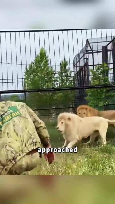 This man smacks lions in the face with a sandal if they don't listen 