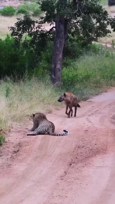 🔥 Hyena giving a leopard a wide berth