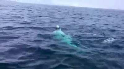 BELUGA WHALES 🐋 are Bros 😎😍