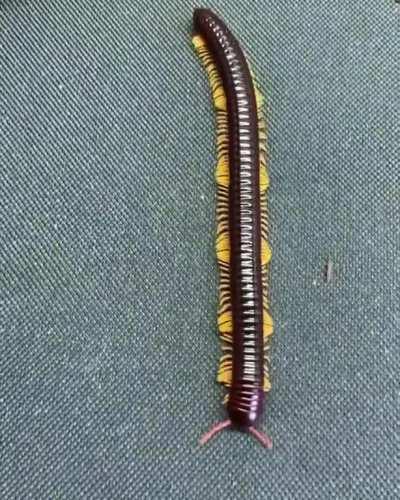 🔥 The mesmerizing walk of a flameleg millipede.