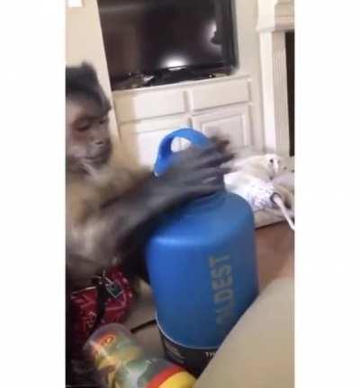 This monkey opening a new water bottle and referring back to the directions multiple times. He’s like, “Isn’t there supposed to be something in here? Let me check the manual.”