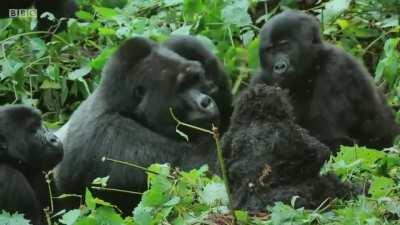 A robotic spy has infiltrated this Gorilla family, and they are onto him