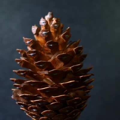 Time Lapse of Pine Cone Opening