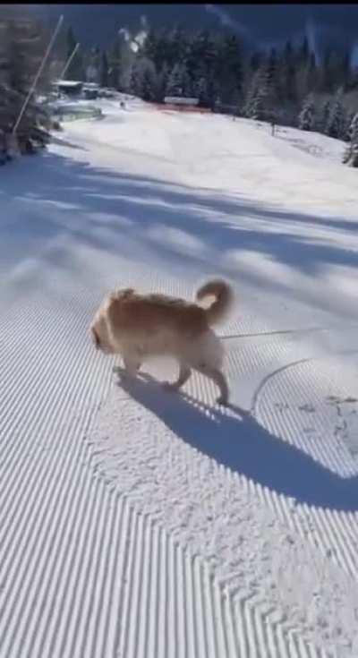 Toboggan Doggen having 'snow' much fun!