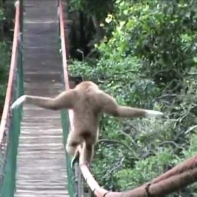 Monkey demonstrates his talent for balancing