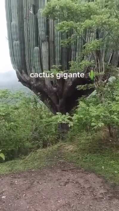 of a Absolute unit of a cactus.
