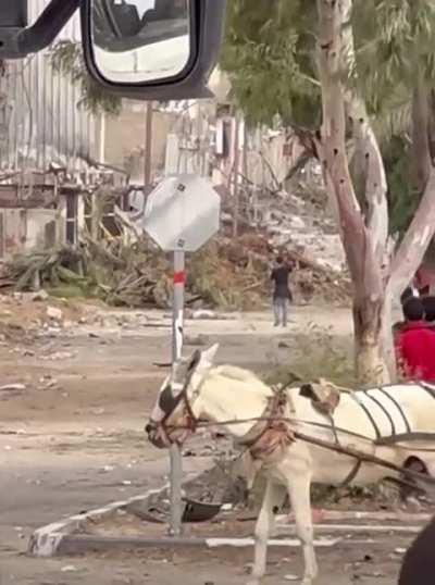 Israeli sniper firing on civilians trying to head to northern Gaza during truce, at the same location where palestinian male was shot in previous video.