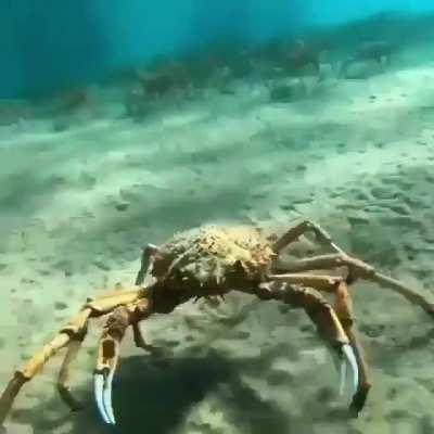 🔥 Spider Crabs Walking in Cluster