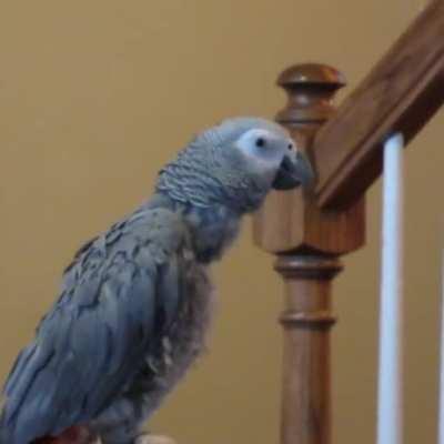 Parrot sings the SpongeBob SquarePants theme song.