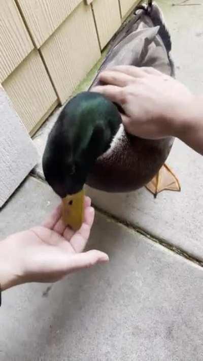 The Wyndham Inn Resident Mallard Duck. Extremely friendly, and loves to eat small children.