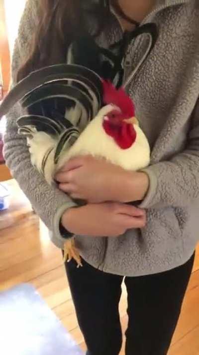 Rooster Running to Be Held by His Favorite Human