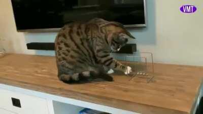 Cat learning physics with Newton’s Cradle. He decides Newton’s second law of motion is key to understanding the conservation of energy and momentum principles. Now to try this on mice...