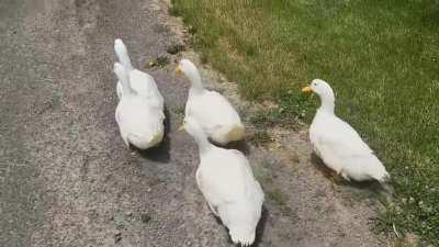 Anyone else take their ducks for a walk?