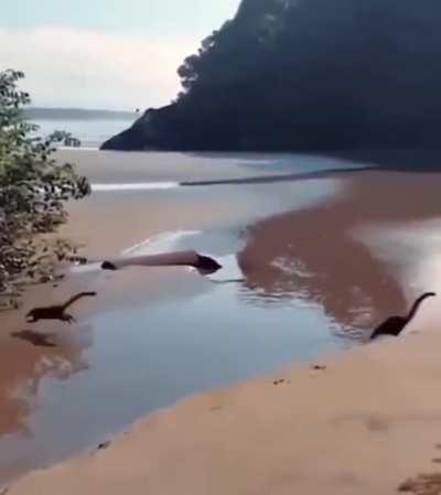 This reversed clip showing group of coatimundis running resemble baby dinosaurs