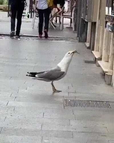 Seagull has a quick snack