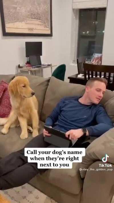 Calling your dog