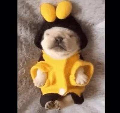 Shhh. A big bee is sleeping.