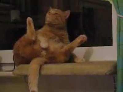 Male cats can masturbate too.... [NSFW]