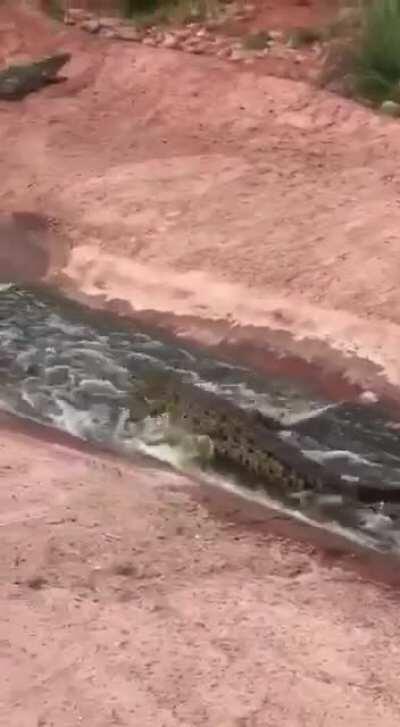 🔥 Even crocodile loves a water slide